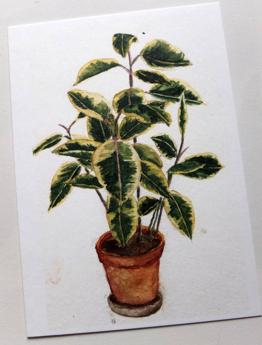 postkaartje rubberplant