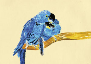 bureau voor lang- en achtzaamheid sien de smet 2 knuffelende blauwe papegaaien